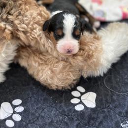 Bernedoodle and Goldendoodle Puppies from CocoLove Doodles