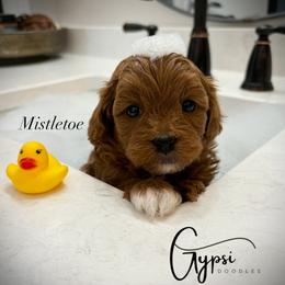 Bernedoodle, Cavalier King Charles Spaniel, Cavapoo, Goldendoodle, and Poodle Puppies from Gypsi Doodles & Poodles LLC.