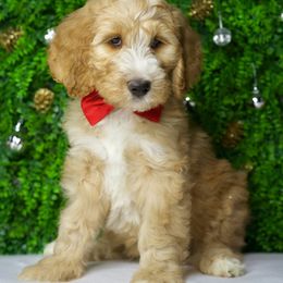 Comet - Cream male Goldendoodle puppy in Brandon, Florida from Murphys Doodles