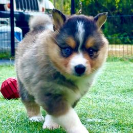 Faith - Tri-color female Pomsky puppy in Michigan from Blue Water Pomskies