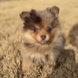 Koalani - Cream female Companion Cross puppy in Willow Spring, North Carolina from GTBBF Pomeranians