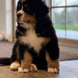 Bernese Mountain Dog and Pembroke Welsh Corgi Puppies from Highland Meadows