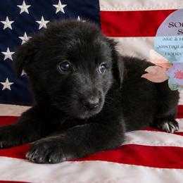 Nova - Black & white female Australian Shepherd puppy in Honeoye Falls, New York from Soaring SKKY Australian shepherds