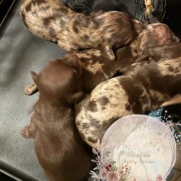 Dachshund Puppies from CSW Dachshunds