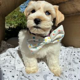 Kazoo - Parti male Miniature Schnauzer puppy in Hemet, California from Journee Home Mini Schnauzers