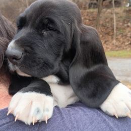 Rocky - Black and white male Basset Hound puppy in Imler, Pennsylvania from Happy Hounds