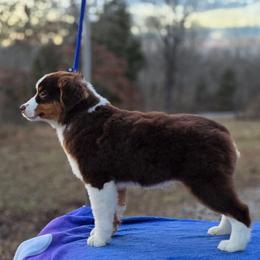 Sandy - Red tri-color female Miniature American Shepherd puppy in Bowling Green, Kentucky from Flawlessly Kennel