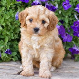 Amber - Red female Cavapoo puppy in Gap, Pennsylvania from Country View Puppies ( License 18816)