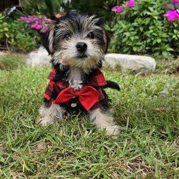 Maltese, Morkie, and Yorkshire Terrier Puppies from Fluff Town Puppies, LLC