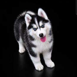 Spot - Black and white male Pomsky puppy in Spokane, Washington from Spokane Pomskies