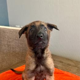 Jango (Maroon) - Mahogany male Belgian Malinois puppy in Buckeue, Arizona from Légende Vivante Du Chief Kennel