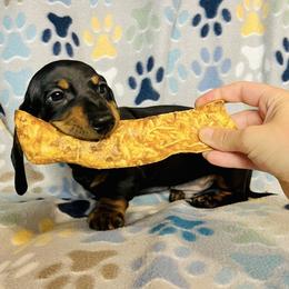 Dachshund Puppies from Mahzian Miniature Dachshunds