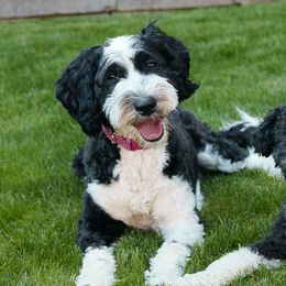 Lulu - Sheepadoodle
