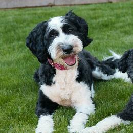 Lulu - Sheepadoodle