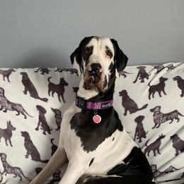 Great Danes from Underwood Danes AKC