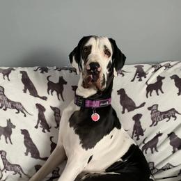 Great Danes from Underwood Danes AKC