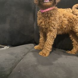 Poodle Puppies from Shamrock’s Poodles