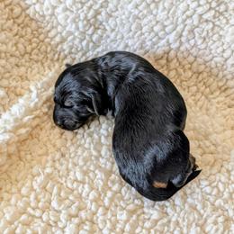 Blitz - Black and tan male Cockapoo puppy in Sparta, Missouri from Sis' Doodles & Poodles