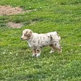 Noir - Red merle female Miniature American Shepherd puppy in Spanaway, Washington from Meadow Run Mini American Shepherds