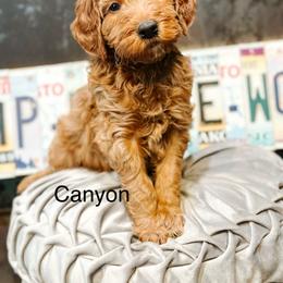 Canyon - Red  male Goldendoodle puppy in Pasco, Washington from Camp Doodle Woods
