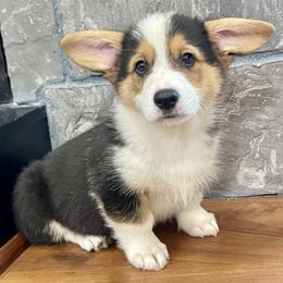 Boy 3 - Black and tan male Pembroke Welsh Corgi puppy in Solano County, California from Early Spring Corgis