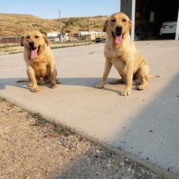 Labrador Retriever All Grown Up from White Mountain Kennels