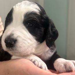 Light blue collar - Black and white male Aussiedoodle puppy in Melrose, Florida from Howdilly Doodley