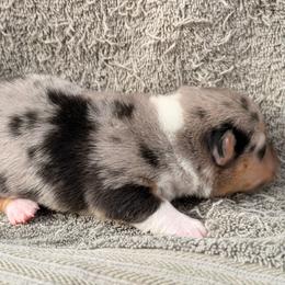 Blue Merle - Blue merle and white female American Corgi puppy in Pioneer, Michigan from Country Corners Corgis
