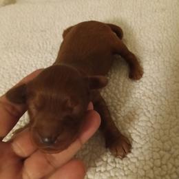 Girl 3 - Red female Cavapoo puppy in East Providence, Rhode Island from Marta's Cavaliers