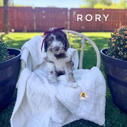 Rory - Merle female Goldendoodle puppy in Dallas County, Texas from Dream A Little Doodle