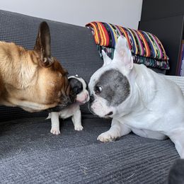 French Bulldog Puppies from Rockstar Kennel