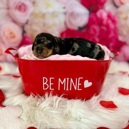 Linen - Dapple male Dachshund puppy in Westport, Kentucky from Lonestar Creek Farm