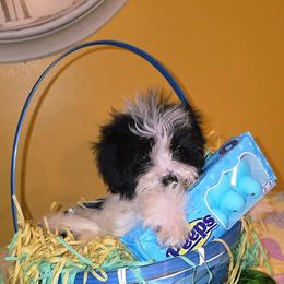 Tuxedo - Black male Morkie puppy in Memphis, Tennessee from Syvon's Morkies