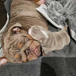 Bulldog, Doberman Pinscher, and French Bulldog Puppies from Snapp Valley Bulldogs