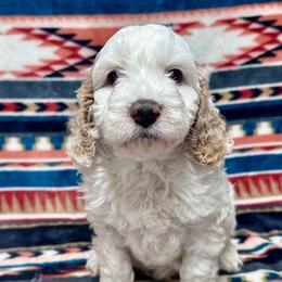 Rip - Buff and white male Cockapoo puppy in Lebanon, Missouri from Kaitlen's Doodle Pups