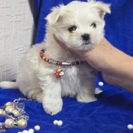 Lily - White female Maltese puppy in Anza, California from Top Shepherd - Snow Angels Bichon Frisé, Maltise, toy Poodles.