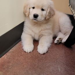 Golden Retriever Puppies from DoubleTake Goldens