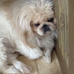 Biscuit southern biscuit and gravy - Pekingese