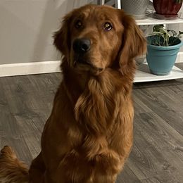 Kimber - Golden Retriever