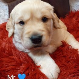 Golden Retriever Puppies from Grand Mound Goldens