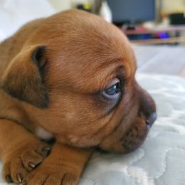 Staffordshire Bull Terrier Puppies from Melissa's Pups
