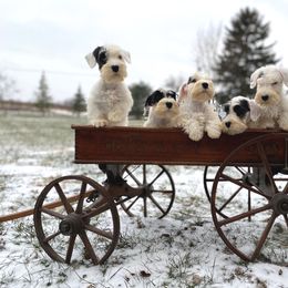 Scottish Terrier and Sealyham Terrier Puppies from Afterglow Kennels, LLC