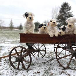 Scottish Terrier and Sealyham Terrier Puppies from Afterglow Kennels, LLC