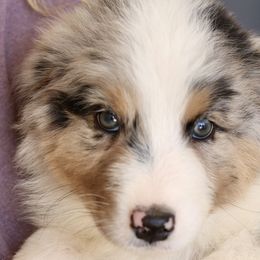 Cannoli - Blue merle Australian Shepherd puppy in Hurricane, Utah from Coral Sun Aussies