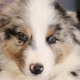 Cannoli - Blue merle Australian Shepherd puppy in Hurricane, Utah from Coral Sun Aussies