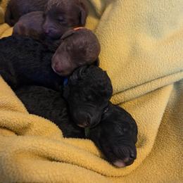 Bedlington Terrier puppies from Highview Bedlingtons