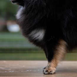 Pomeranians from Lucky Pine Kennels