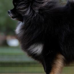 Pomeranians from Lucky Pine Kennels
