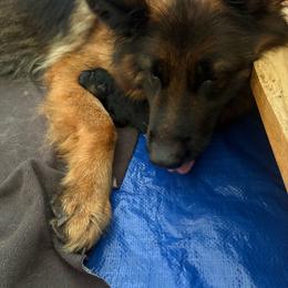 Ishmael - Black and red male German Shepherd puppy in Aurora, Illinois from Fairhaven German Shepherds
