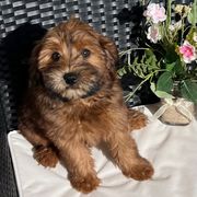 Cavapoo and Whoodle Puppies from Perfect Pawzabilities